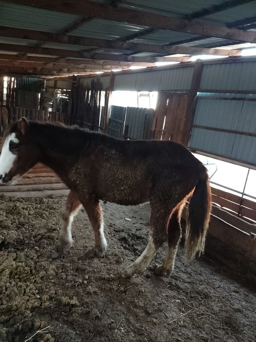 Тайлар жемде тұрған 2ай