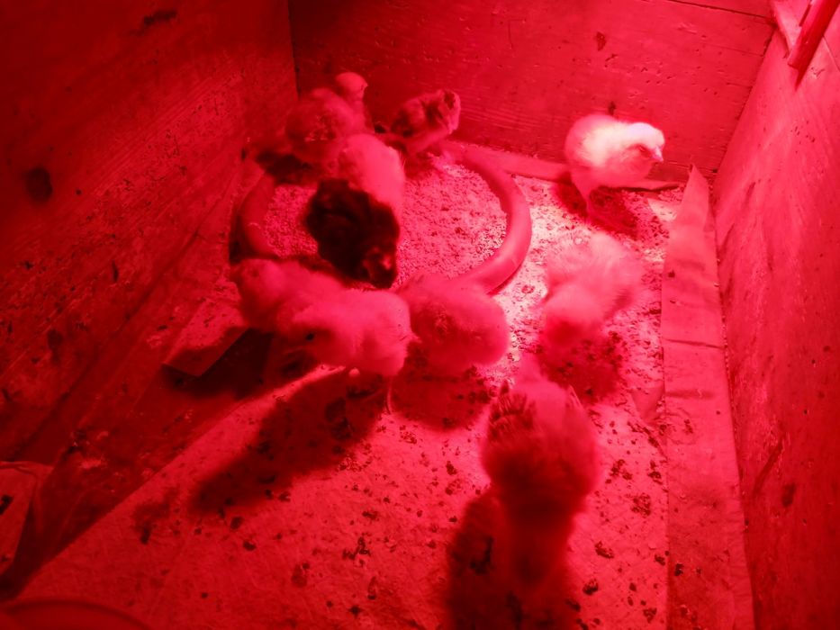 9 puișori din găini țărănești