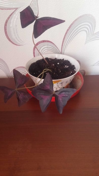 Кислица  комнатная