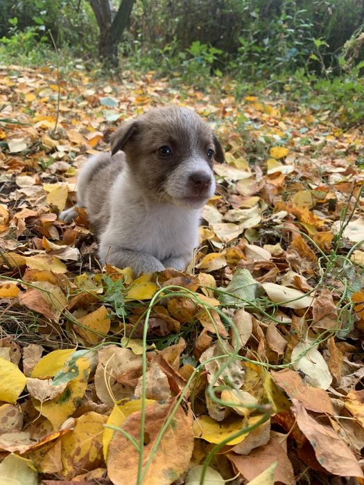 Щенята в добрые руки