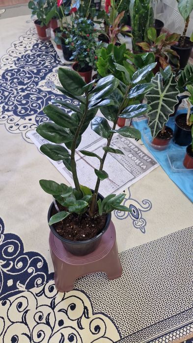 Комнатные цветы разные