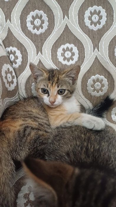 Отдам котёнка бесплатно
