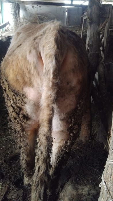 Продам быка бұқа