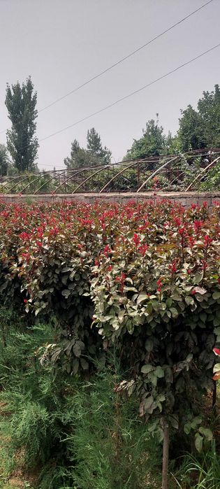 Декоротив кучатлари сотилади