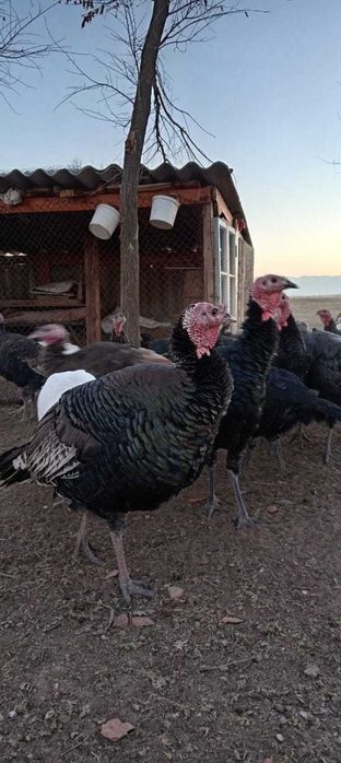 Продается Индюки большая, средняя