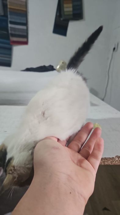 Срочна! Кошки продаю үй мысығы бағасы 10000