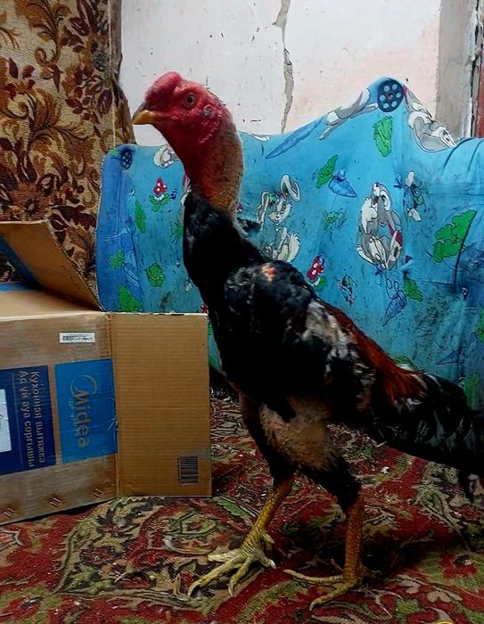 Дакан. Бойцовский петух.