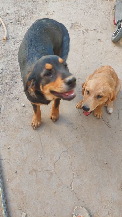 Отдам 2 собак  девочек порода смешная бесплатно.