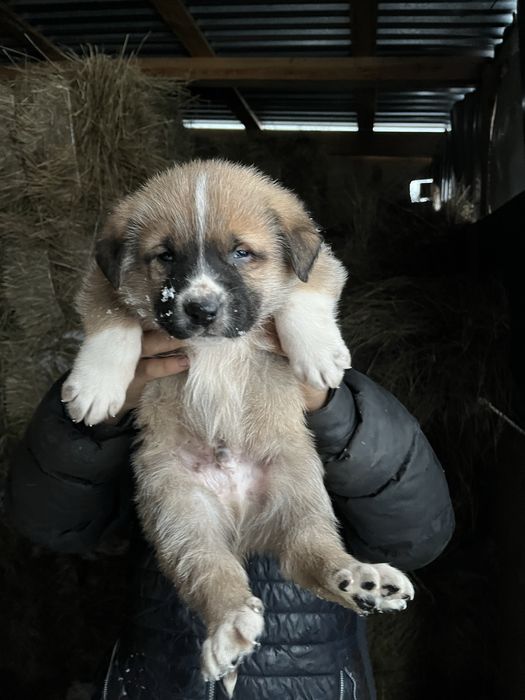 Күшік таза төбет 2 айлық тамақ ішеді