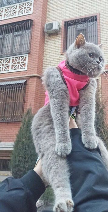 Срочна лиловая окрас британка сотилади