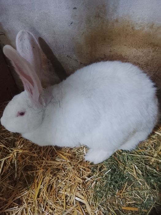 Кролики породы Фландр