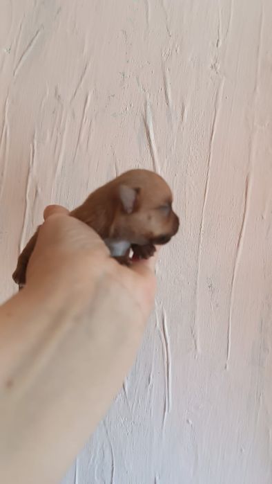 Мини  щенок  чихуахуа