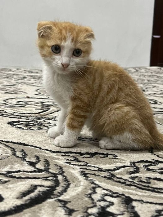 Sotiladi aqilli mushu onasi toza qon