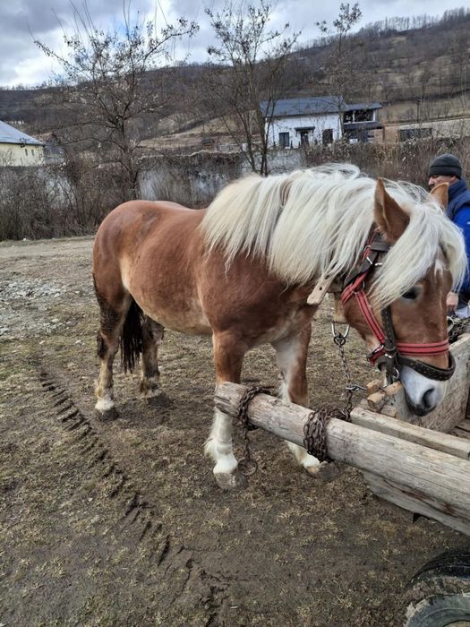 Mânz de vanzare Salva.