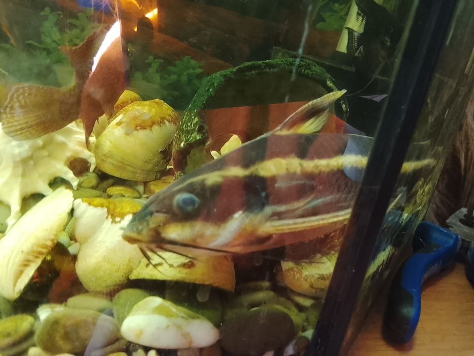 Срочно продам аквариум