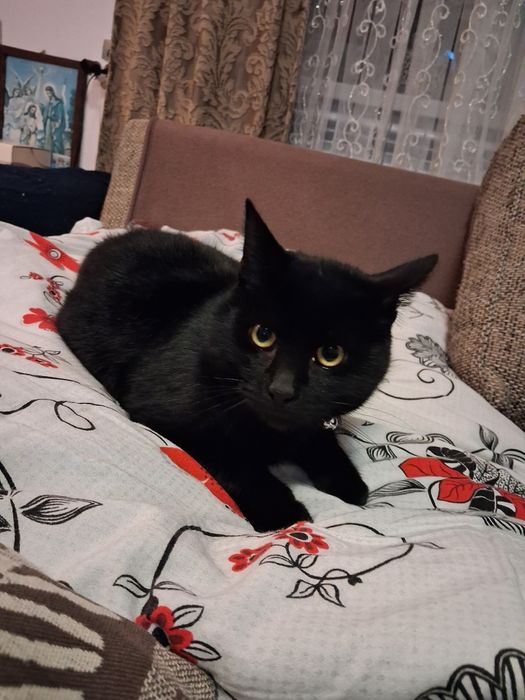 Pisica neagra(baiat)