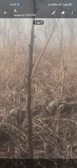 Пинк лейди Олма кучатларимиз бор 2 йиллик