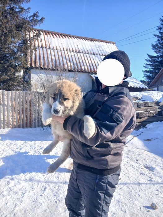 Продам Собак алабаи