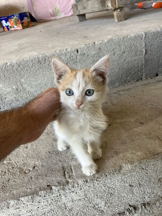 Отдам котят в хорошие руки