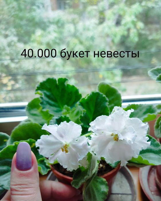 Фиалки комнатные