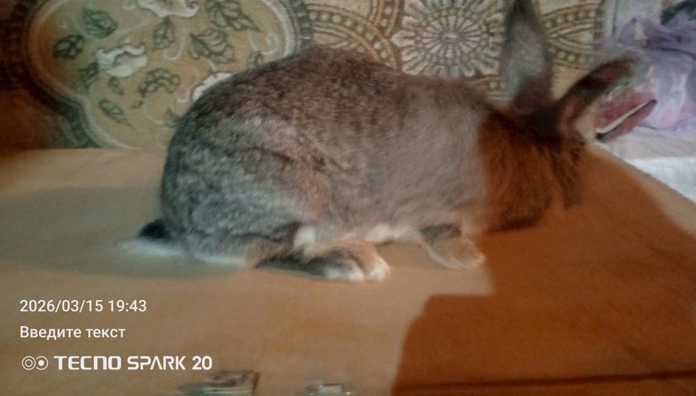 Кролики ,қоян сатылады