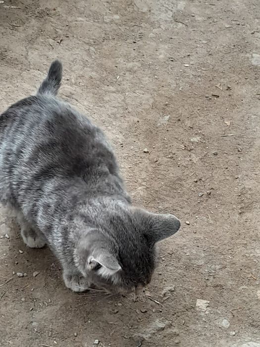 Котята мальчики отдам