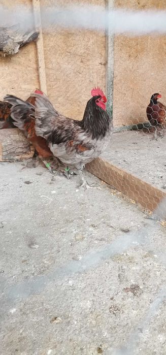 Vand Cocosi australorp splash