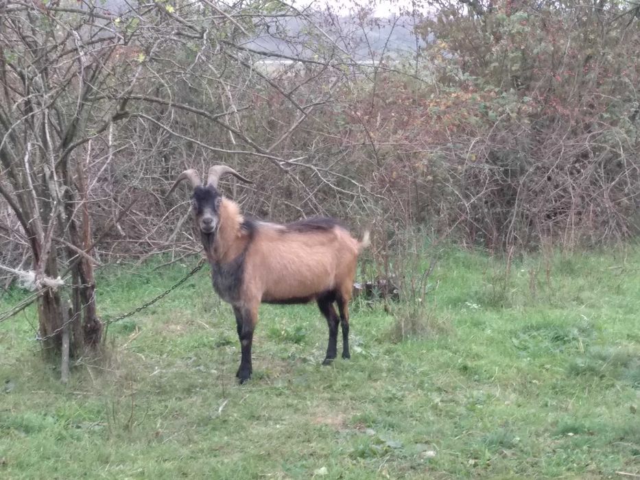 Vand Capre si Tap Alpin carnea si laptele nu au miros Oradea