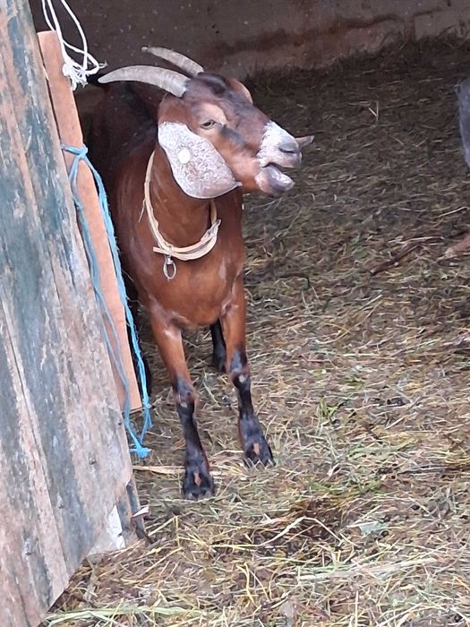 Capre Anglonubian ,una de doi ani si o iada de anul trecut plus un tap de un an.