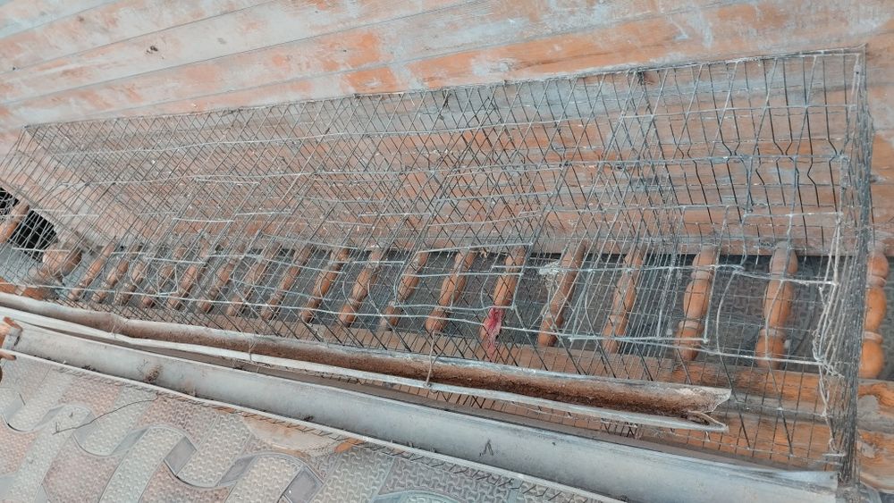 Tovuq setka qafas sotiladi tovuq boqishga