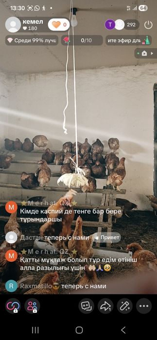 Куры ломан браун