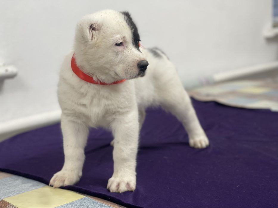 Продам шикарных малышек алабайчиков