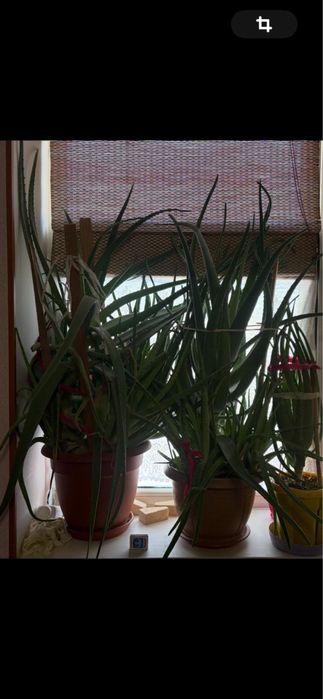 Алоэ тысячилетник