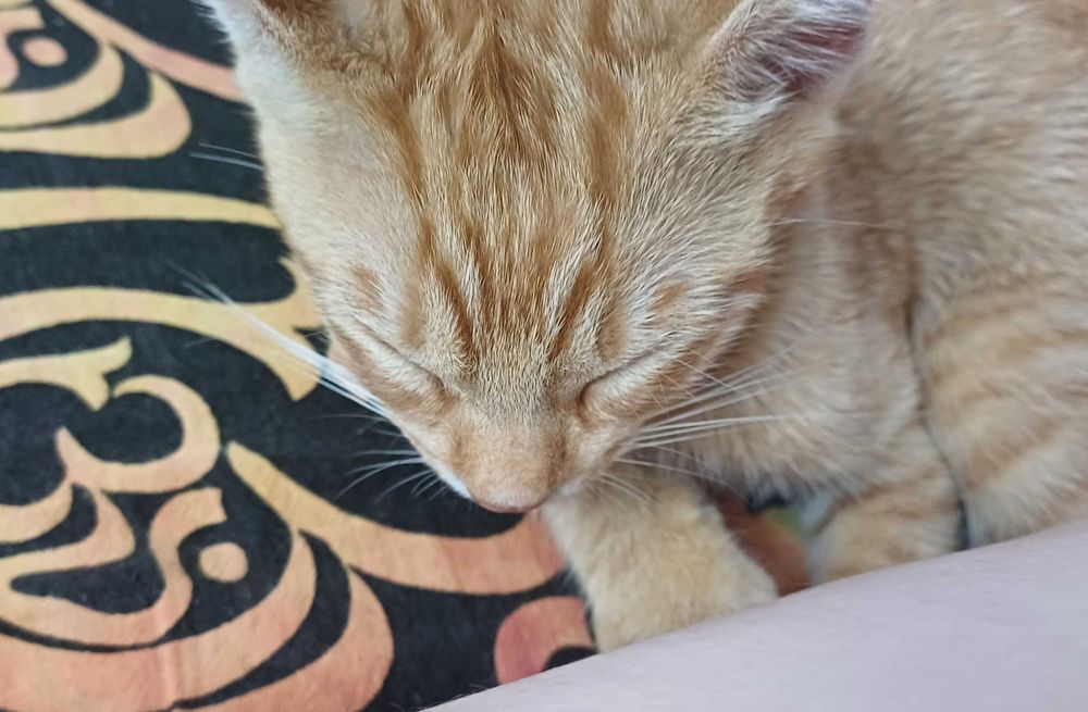 Motanel portocaliu pentru adoptie