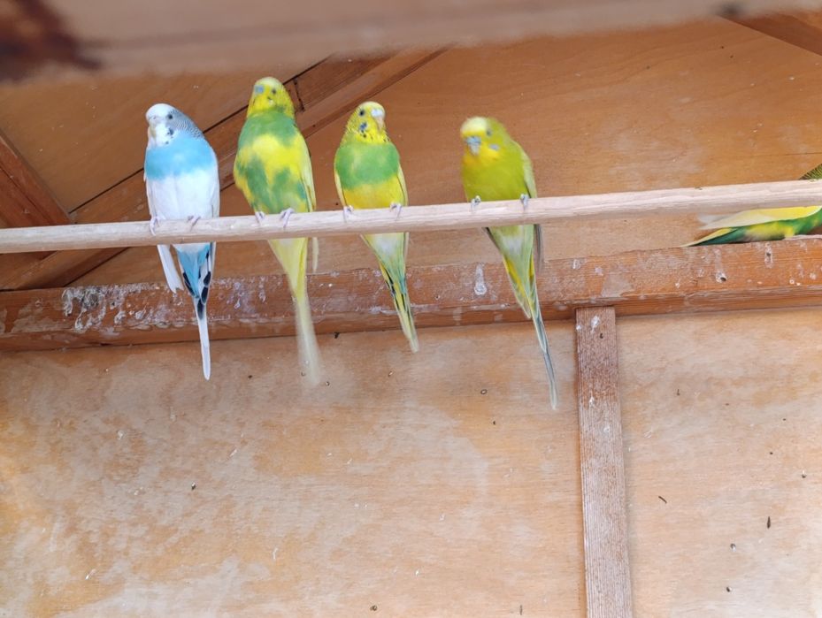 Qushlarga kafolat beraman