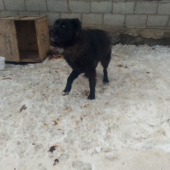 Продам алабай годавалый