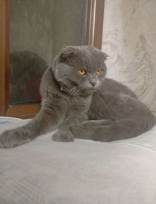 Shatladski mushuk sotiladi zotdor