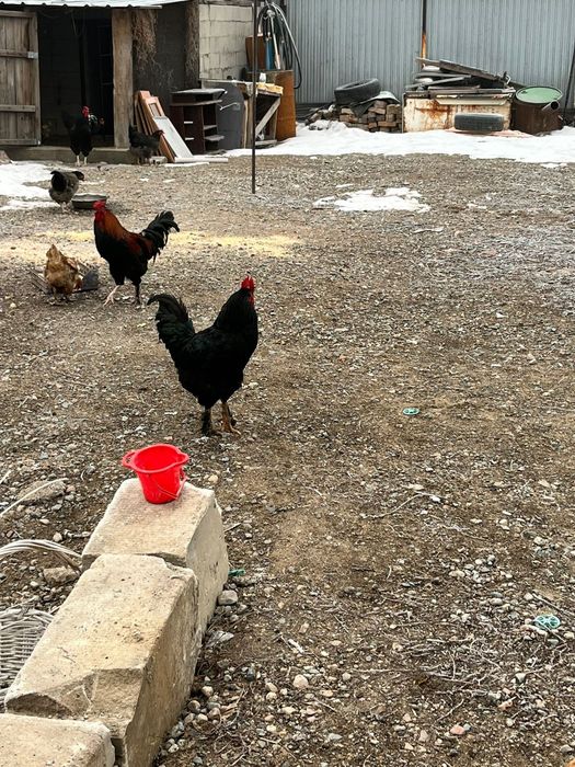 Әтештер сатылады