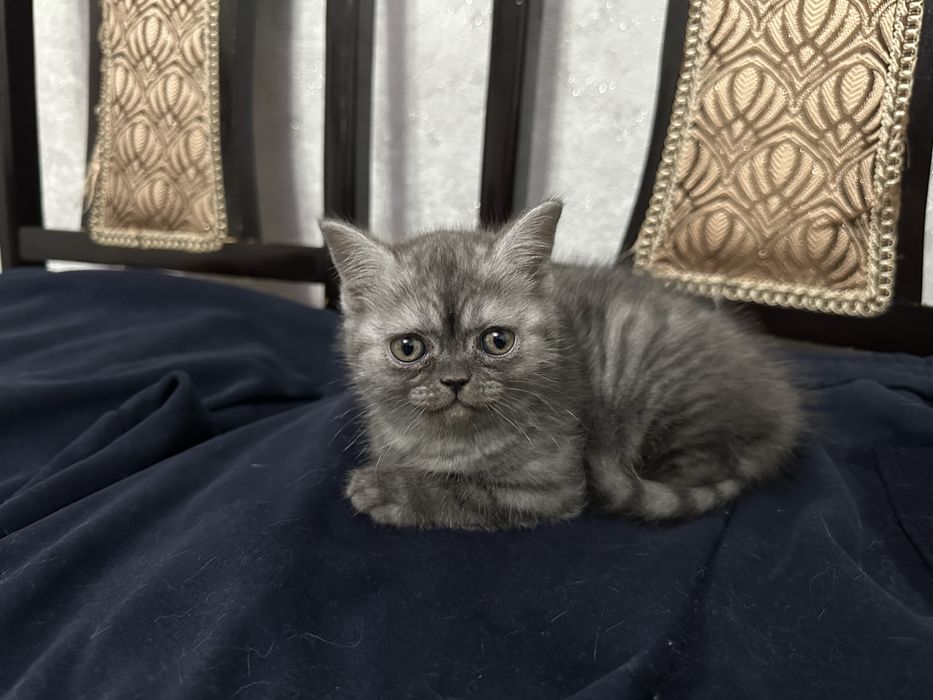 Шотландка чистокровная