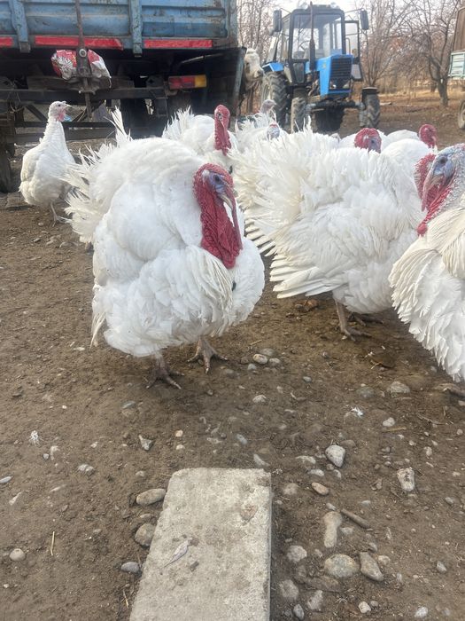 Продам Индуки биг 6