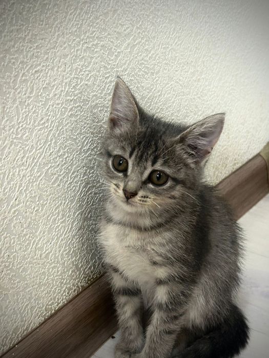 Отдам котят в добрые руки!