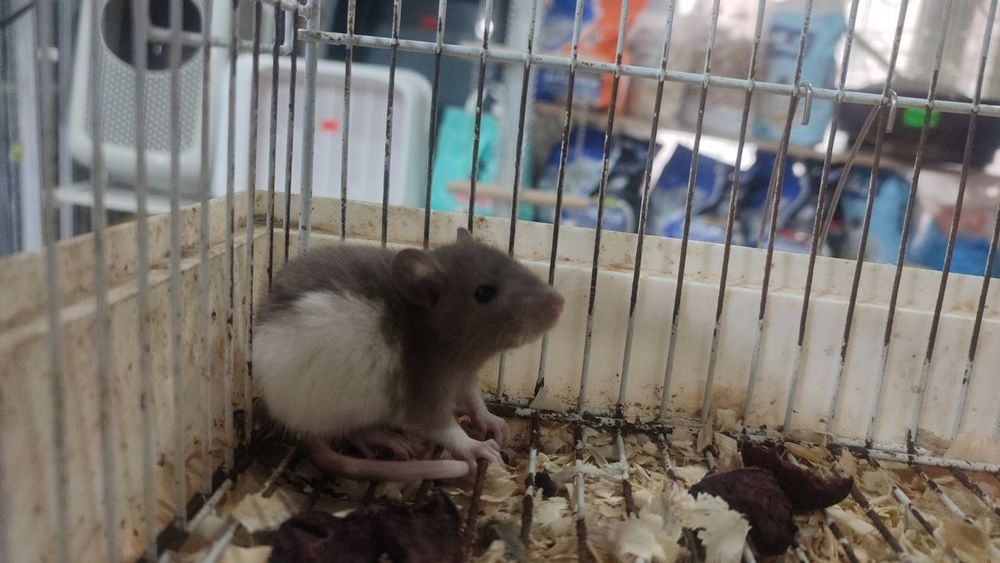 Декоративные крысы