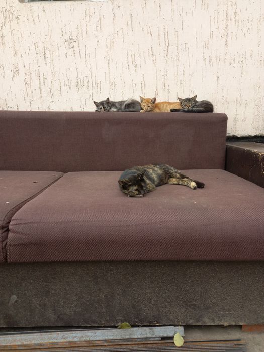 Одам котят в хорошие руки
