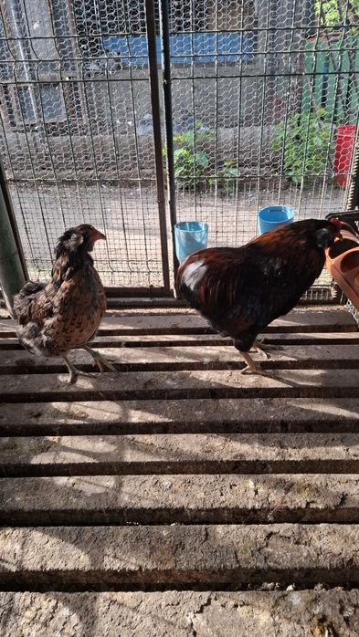 Araucana  potarnichiu salbatic 1+2 din  2025