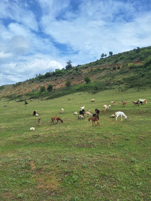 Capre de vânzare se dau la grămadă