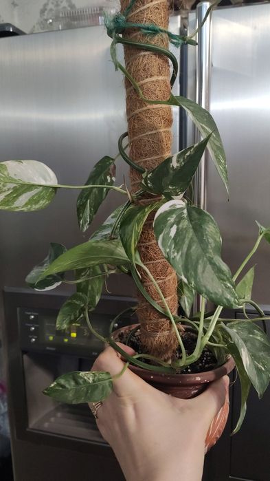 Эпипремнум Пинатум тайский (сциндапсус)