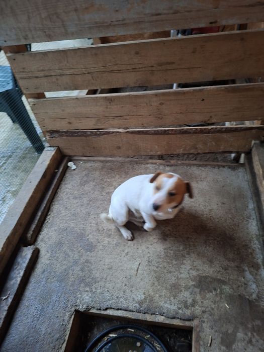 Vind căței Jak Rusel Terier