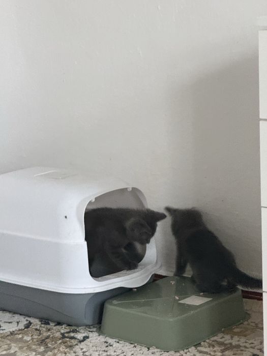 Отдам котят в хорошие руки