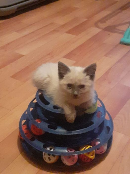 Катенок 1.5 месяцев