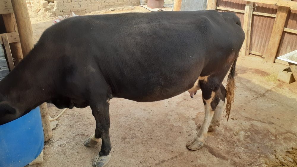 Пародный баспақ. Сиыр